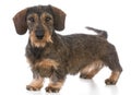 Miniature wirehaired dachshund Royalty Free Stock Photo