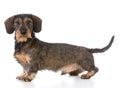 miniature wirehaired dachshund Royalty Free Stock Photo