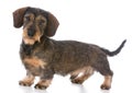 miniature wirehaired dachshund Royalty Free Stock Photo