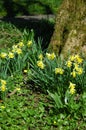 Miniature Woodland Daffodils. Royalty Free Stock Photo
