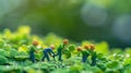 Miniature Workers Lifting Giant Clover Leaf on Dewy Green Foliage Royalty Free Stock Photo