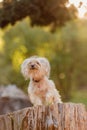Miniature Yorkshire terrier on a log in a forest Royalty Free Stock Photo
