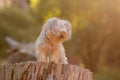 Miniature Yorkshire terrier on a log in a forest Royalty Free Stock Photo