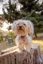 Miniature Yorkshire terrier on a log in a forest Royalty Free Stock Photo