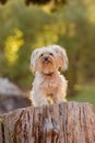 Miniature Yorkshire terrier on a log in a forest Royalty Free Stock Photo