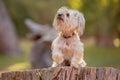 Miniature Yorkshire terrier on a log in a forest Royalty Free Stock Photo