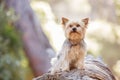 Miniature Yorkshire terrier on a log in a forest Royalty Free Stock Photo