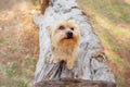 Miniature Yorkshire terrier on a log in a forest Royalty Free Stock Photo