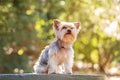 Miniature Yorkshire terrier on a log in a forest Royalty Free Stock Photo