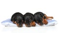 Miniature Zwerg Pinscher puppies sleeping Royalty Free Stock Photo