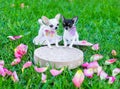 Miniatures of Chihuahua dog Royalty Free Stock Photo