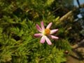 miniflower, pinkflower, litleflower,morning