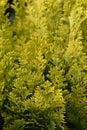 Minima Aurea False cypress Royalty Free Stock Photo