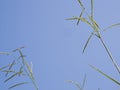 Minimal abstract clear blue sky with natural grain wheat plant.