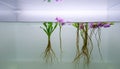 Minimal aquascape featuring floating water hyacinths, roots dangling down like threads, soft surface light and clean water for a Royalty Free Stock Photo