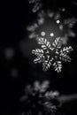 Minimal black and white winter background featuring a sharp crystal snowflake floating in soft blur. Elegant monochrome tones, Royalty Free Stock Photo