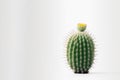 Minimal cactus on white background with copy space. Graphic design illustration