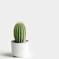 Minimal cactus on white background with copy space. Graphic design illustration