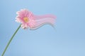 Minimal composition made of gerbera flower and wavy trace in different colors Royalty Free Stock Photo