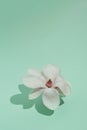 A minimal concept with a Magnolia tree flower and shadow on the pastel green background. Vertical frame