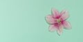 A minimal concept with pink magnolia flower and shadow on the pastel green background. Vertical frame