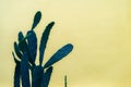 Minimal creative still life neon cactus set. Opuntia microdasys isolated on yellow background Royalty Free Stock Photo