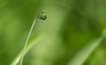 Minimal Dew Drop on Grass Blade with Soft Green Bokeh Royalty Free Stock Photo