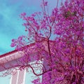 Tropial Tree Purple Bloom Summer fashion