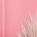 Minimal fashion plants on pink design. Aloe lover. Canary Island