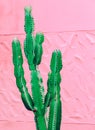 Minimal fashion plants on pink design. Cactus lover. Canary Island