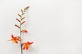 Minimal flat lay of montbretia flower on a white background. Place for your design, text, etc