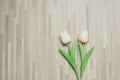 minimal flat lay springtime concept with colorful tulip on modern wood background and copy space Royalty Free Stock Photo