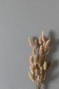 Minimal floral composition from dried flowers from bunny tails Lagurus grass top view and vertical