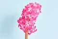 Minimal flower composition. beautiful pink hyacinth on a blue background close-up. Royalty Free Stock Photo