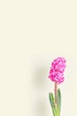 minimal flower composition. beautiful pink hyacinth on a yellow background. Royalty Free Stock Photo