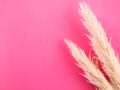 Minimal graphic background with fluffy pampas grass on pink.