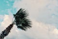 Minimal graphic concept picture of palm tree in strong winds in front of storm clouds