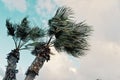 Minimal Graphic Concept Picture Of Palm Trees In Strong Winds In Front Of Storm Clouds