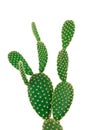 Green bunny ear cactus on clear white background