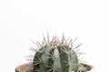 Minimal cactus on white background