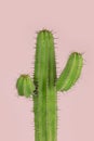Minimal green cactus houseplant on pastel pink background