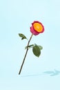 Minimal layout with red rose on blue background. Creative minimal rose with orange slice and water drops. Pink flower with
