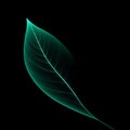 Minimal Leaf Form with Soft Light Trails Royalty Free Stock Photo