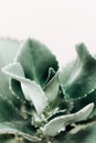 Minimal lifestyle concept, Sharp pointed agave plant leaves,
