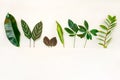 Border of green leaves of various tropical plants on a white background.