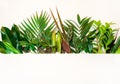 Border of green leaves of various tropical plants on a white background.