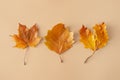 Minimal nature composition. Colorful autumn leaves on biege background, flat lay.