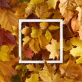 Colorful autumn leaves with frame. Minimal nature composition. Royalty Free Stock Photo