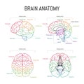 Minimal neuroscience infographic on white. Human brain lobes and functions illustration. Brain anatomystructure sections