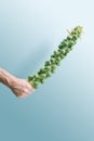 Minimal organic vegan concept. Man hand hold fresh vibrant Brussel sprouts stem against blue background